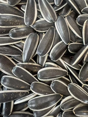T66 sunflower seeds