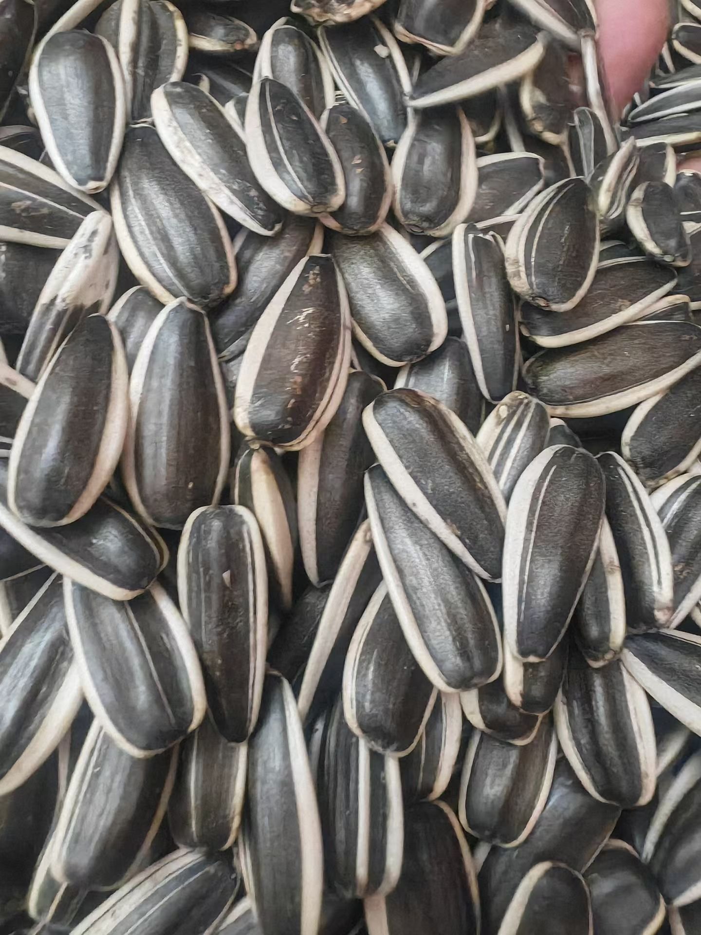 363 sunflower seeds
