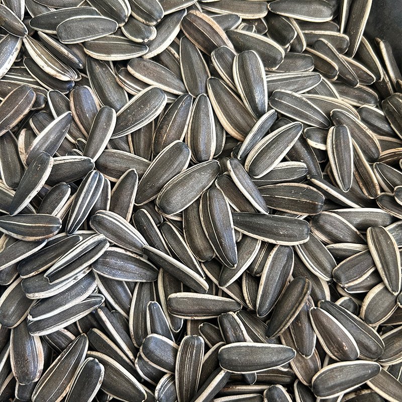 T6 sunflower seeds