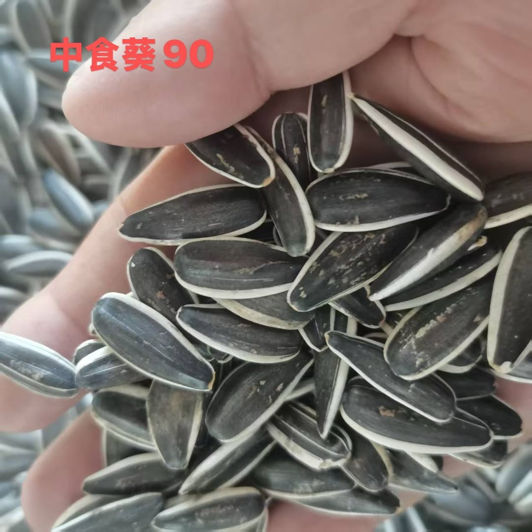 Zhongshikui 90 sunflower seeds