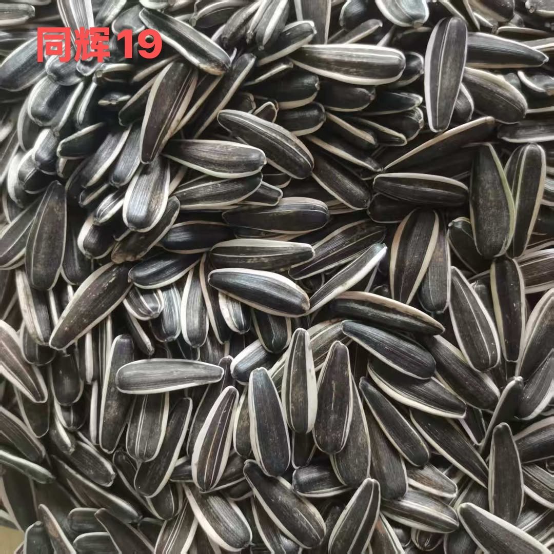 Tonghui 19 sunflower seeds