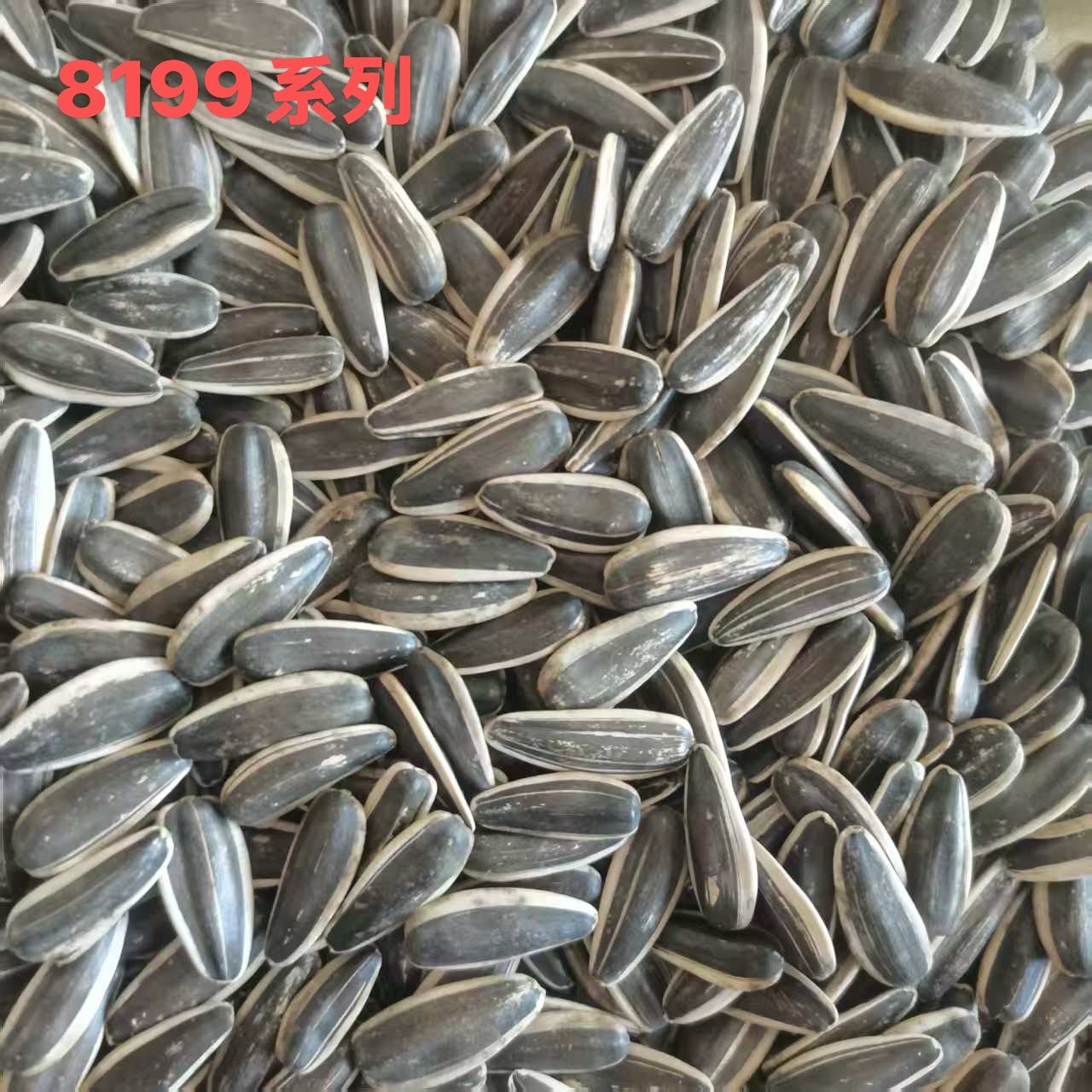 8199 sunflower seeds