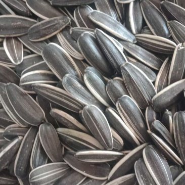 3638 sunflower seeds